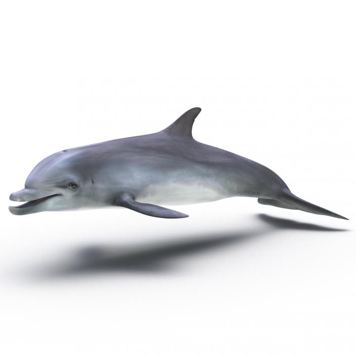 Dolphin Rigged 3D model