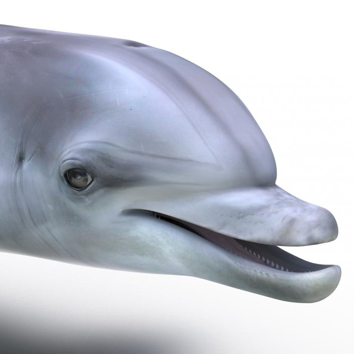 Dolphin Rigged 3D model