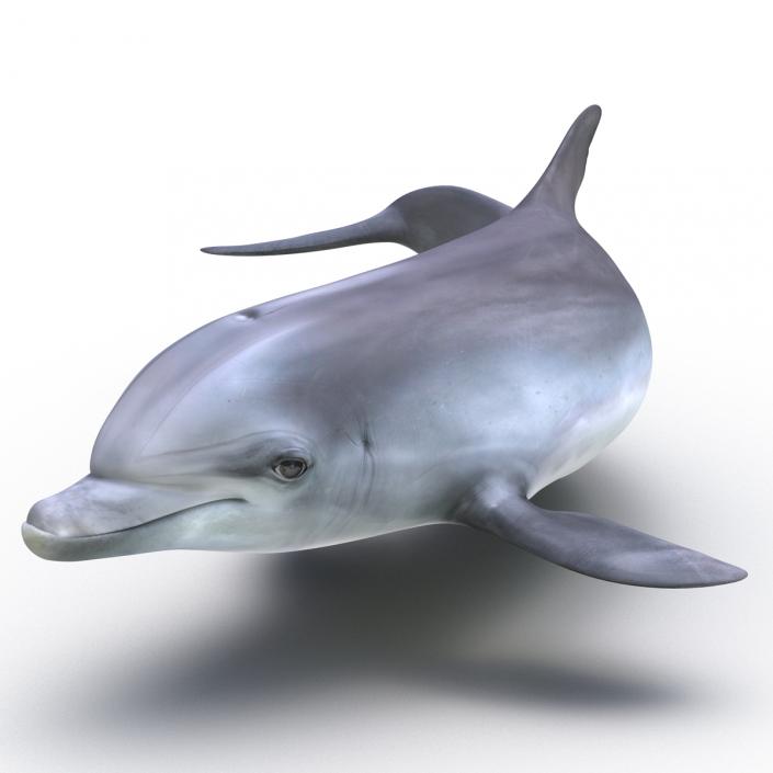 Dolphin Pose 4 3D model
