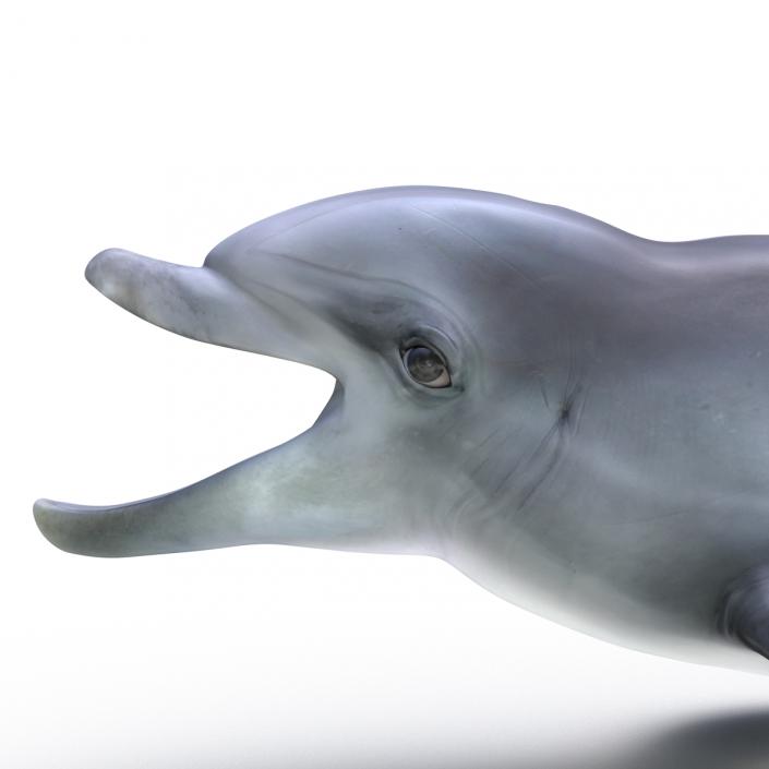 Dolphin Pose 3 3D model