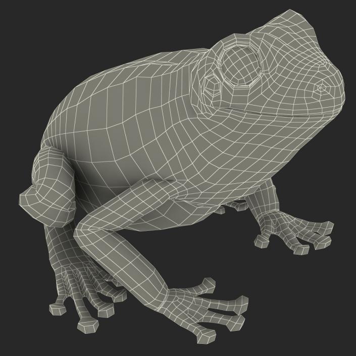 3D Australian Green Tree Frog Rigged model
