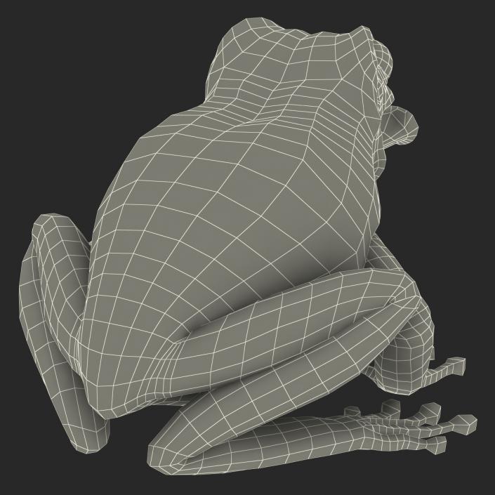 3D Australian Green Tree Frog Pose 3 model