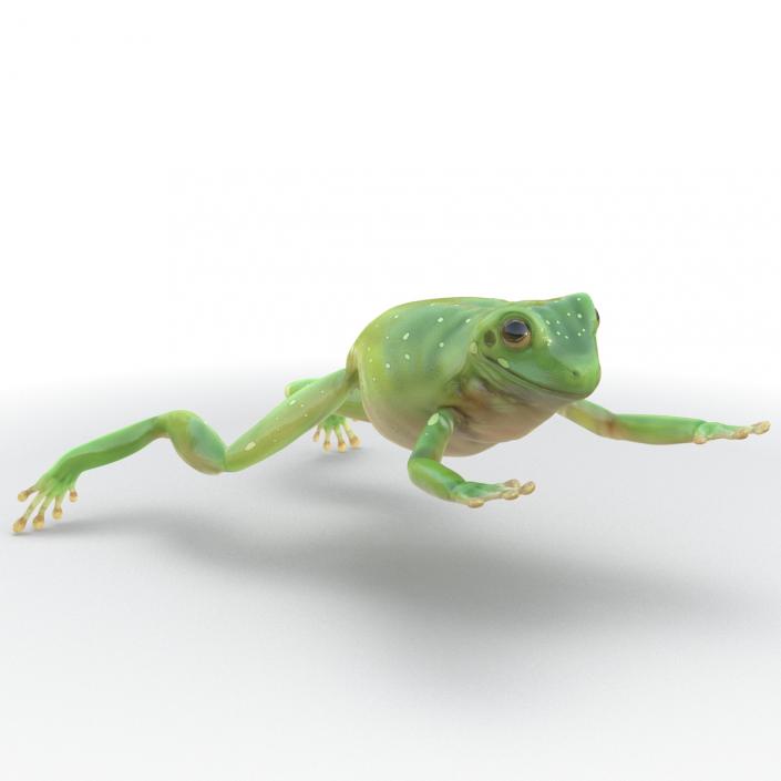 Australian Green Tree Frog Jumping Pose 3D model