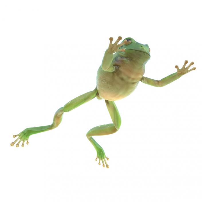 leaping tree frog
