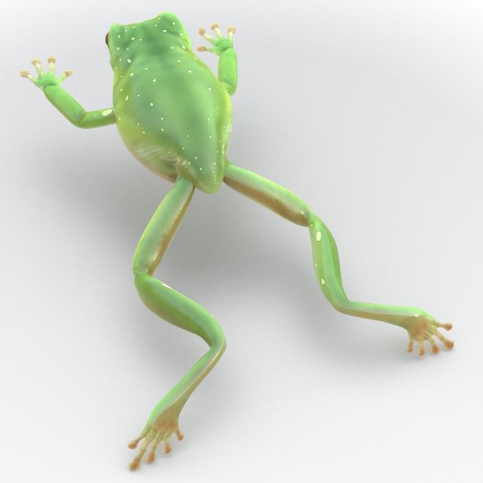 Australian Green Tree Frog Jumping Pose 3D model