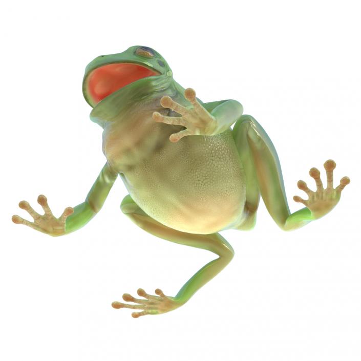 3D Australian Green Tree Frog Pose 4 model