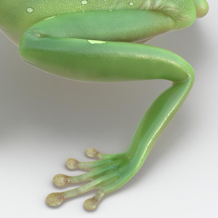 3D Australian Green Tree Frog Pose 4 model
