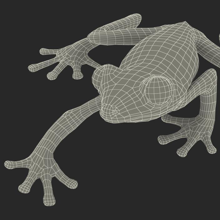 3D model Red Eyed Tree Frog Pose 2