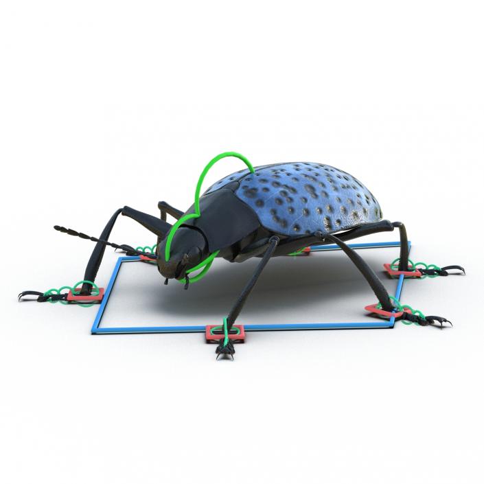 3D model Gibbifer Californicus Beetle Rigged