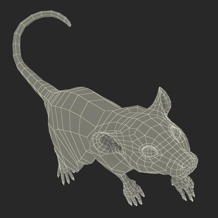Rat 2 Pose 2 3D