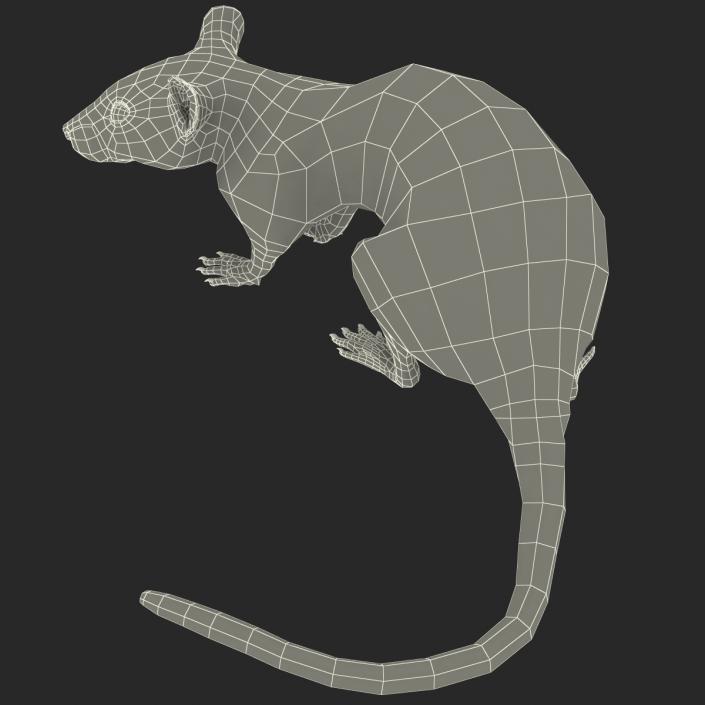 Rat 2 Rigged 3D