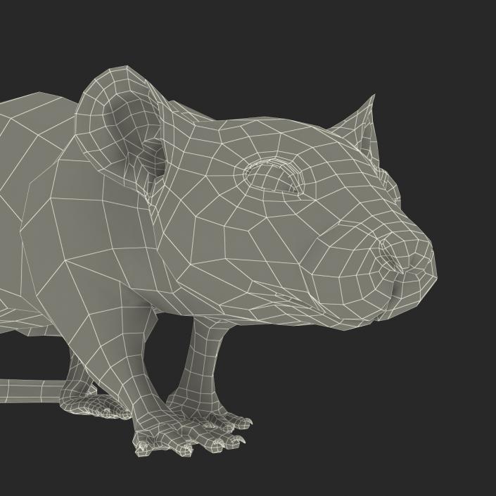 Rat 2 Rigged 3D