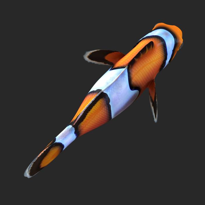 Clownfish 3D model