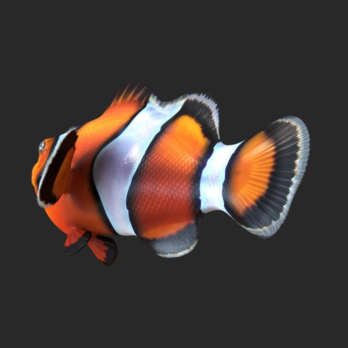 Clownfish 3D model