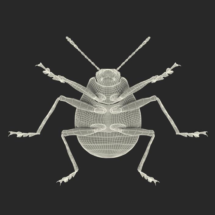 3D Gibbifer Californicus Beetle model