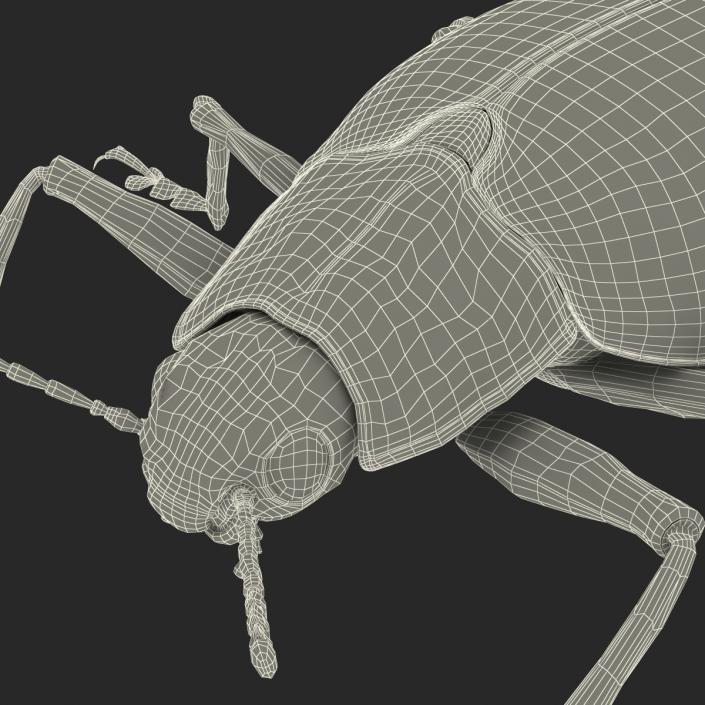 3D Gibbifer Californicus Beetle model