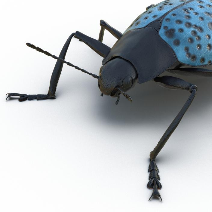 3D model Gibbifer Californicus Beetle 2