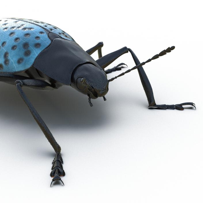 3D model Gibbifer Californicus Beetle 2