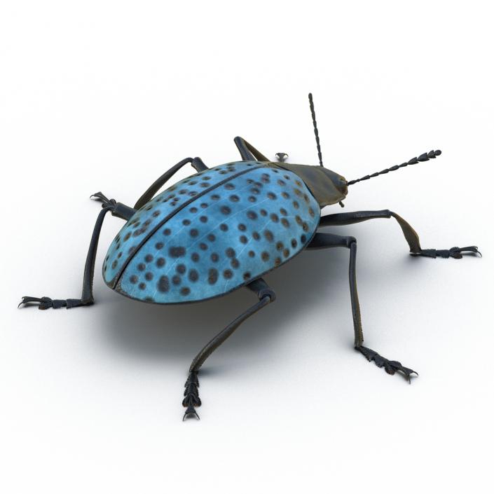 Gibbifer Californicus Beetle 2 Rigged 3D