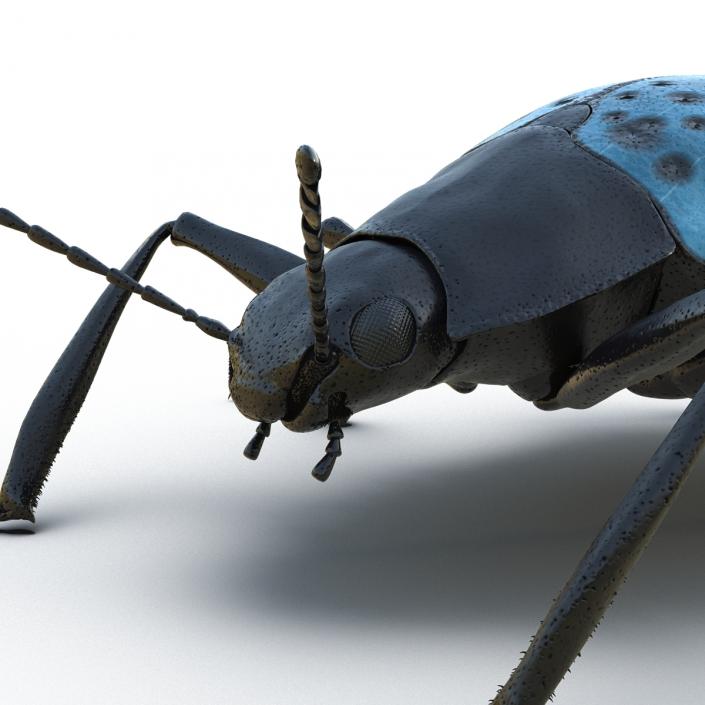 Gibbifer Californicus Beetle 2 Rigged 3D