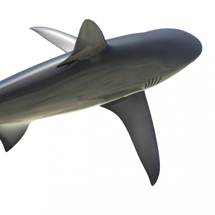 3D Dusky Shark Rigged model