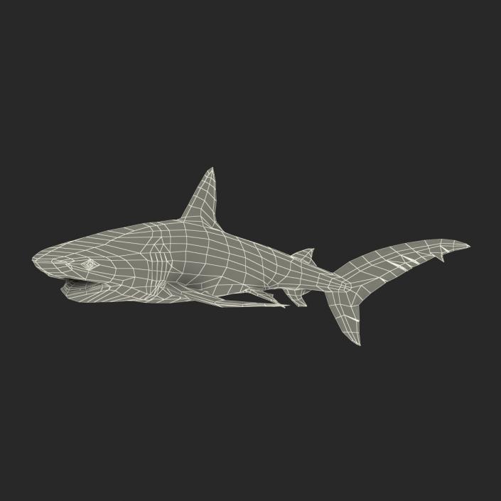 3D Dusky Shark Rigged model
