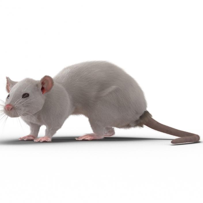 3D White Rat Rigged