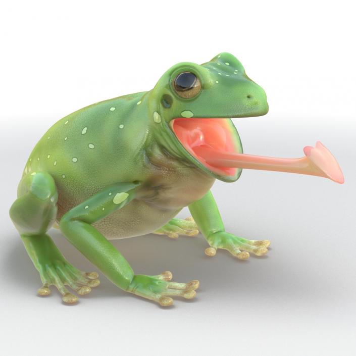 3D Australian Green Tree Frog Rigged model