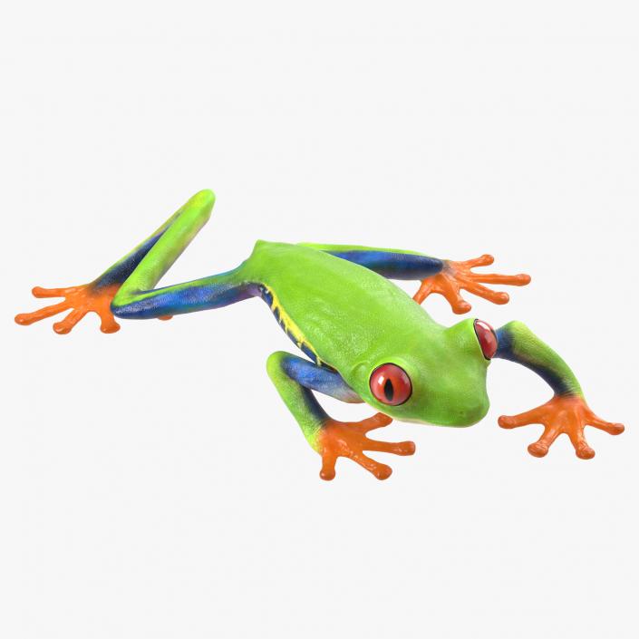 3D model Red Eyed Tree Frog Pose 3