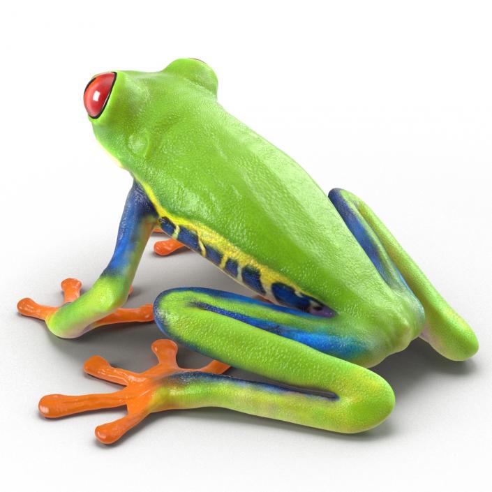 3D model Red Eyed Tree Frog Pose 4