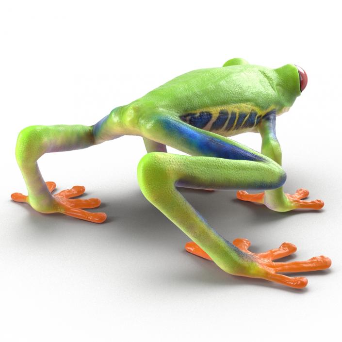 3D model Red Eyed Tree Frog Rigged