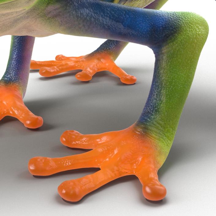 3D model Red Eyed Tree Frog Rigged