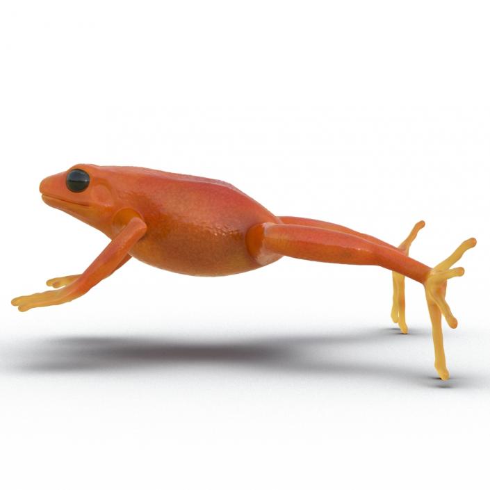 3D Mantella Frog model