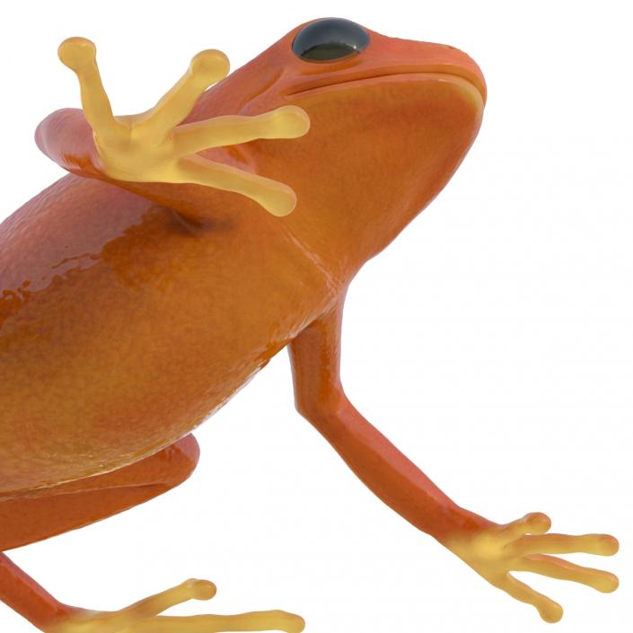 3D model Mantella Frog Pose 2