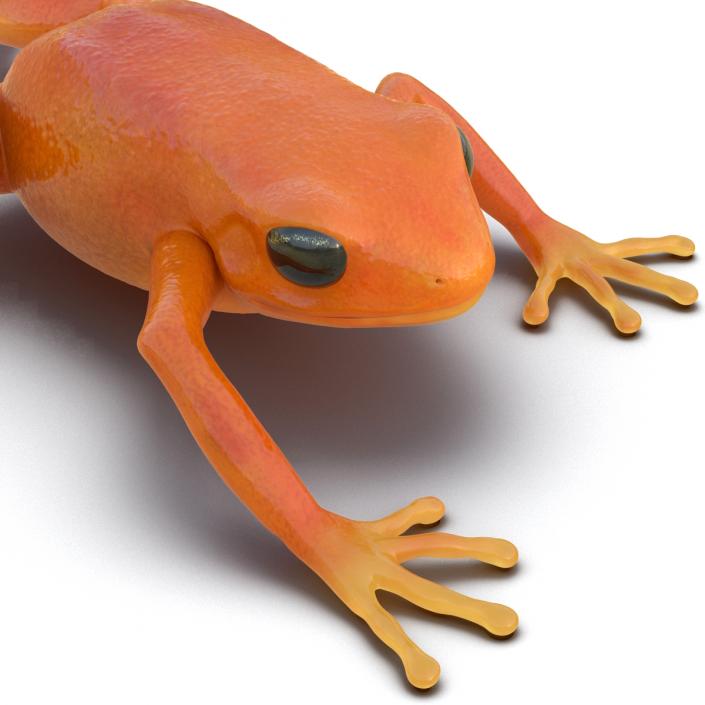 3D model Mantella Frog Pose 3