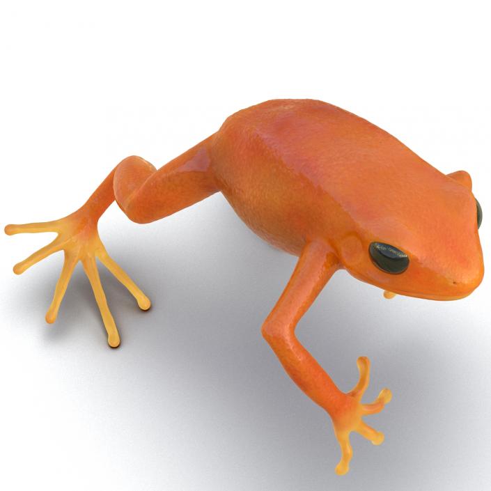 3D model Mantella Frog Pose 4