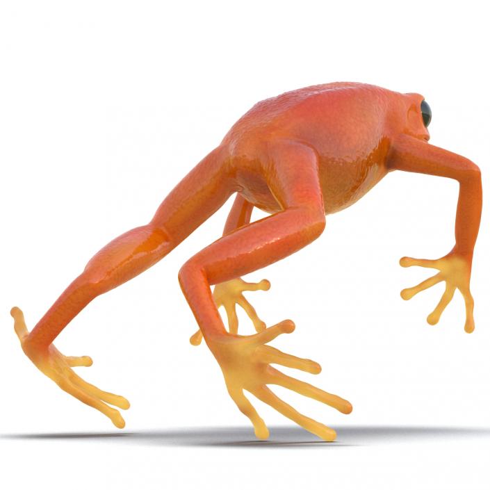 3D model Mantella Frog Pose 4