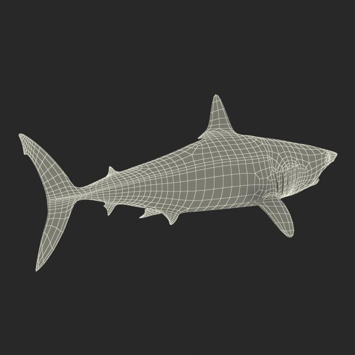 Shortfin Mako Shark 3D model