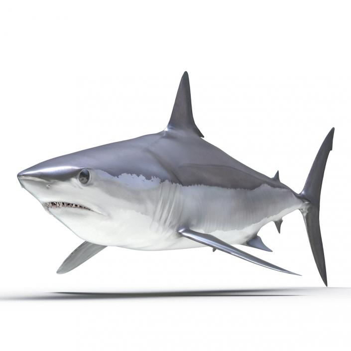 3D Shortfin Mako Shark 2
