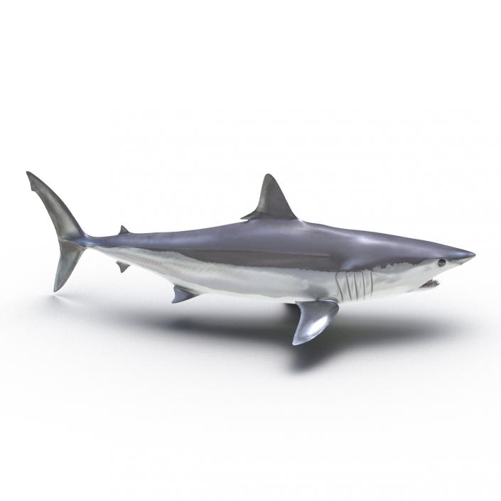 3D Shortfin Mako Shark Pose 2