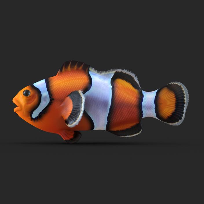 3D Clownfish Rigged