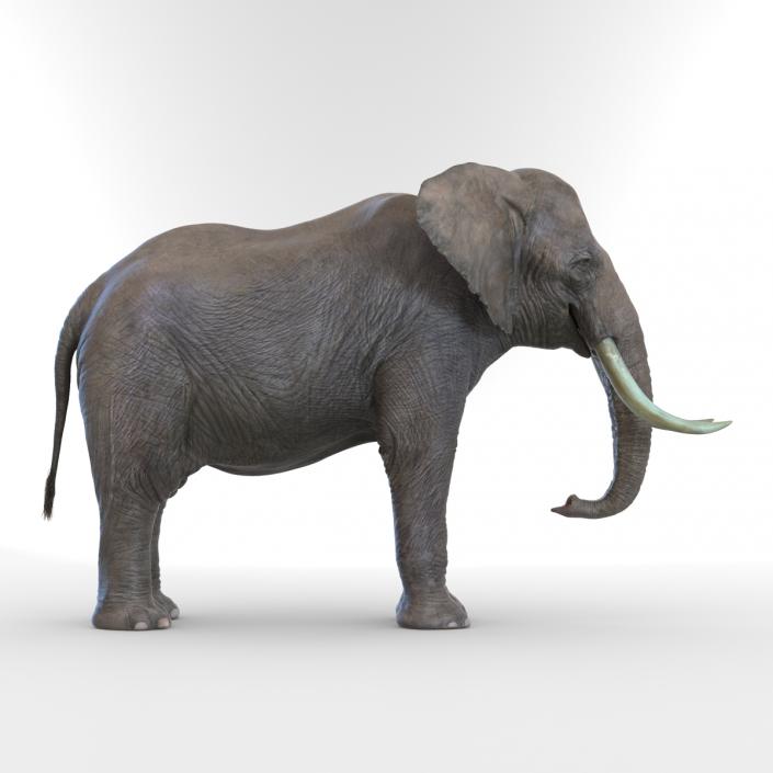 3D model Elephant Rigged