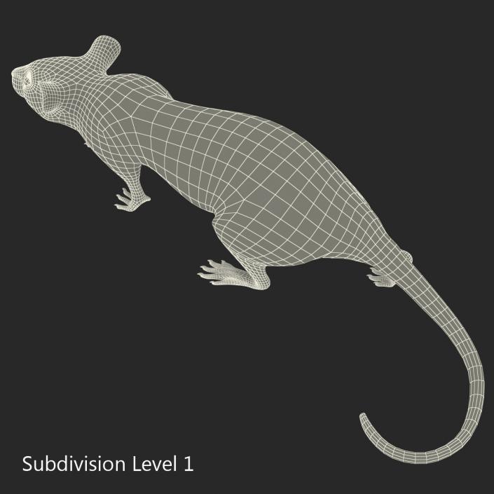 3D White Rat Pose 3