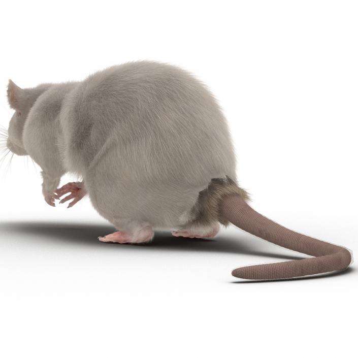 3D White Rat Rigged