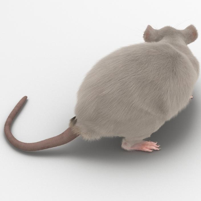3D White Rat Pose 5