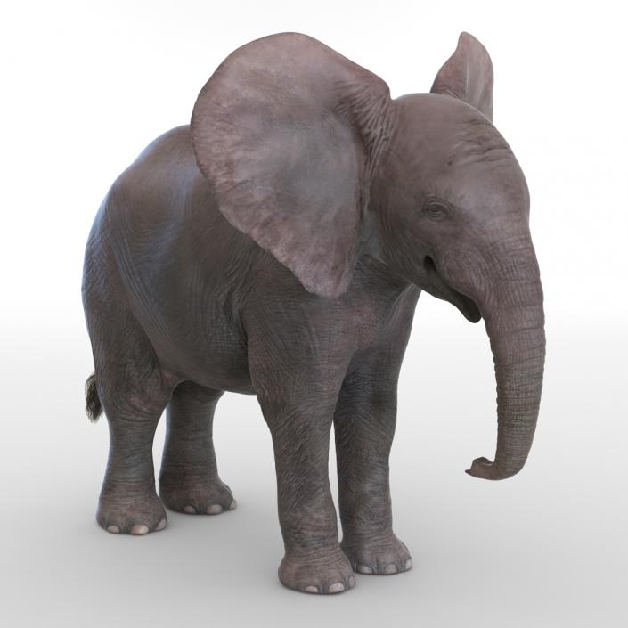 3D Baby Elephant model