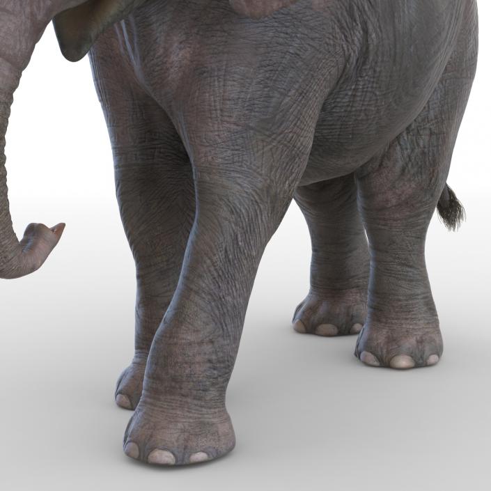 3D model Baby Elephant Pose 2
