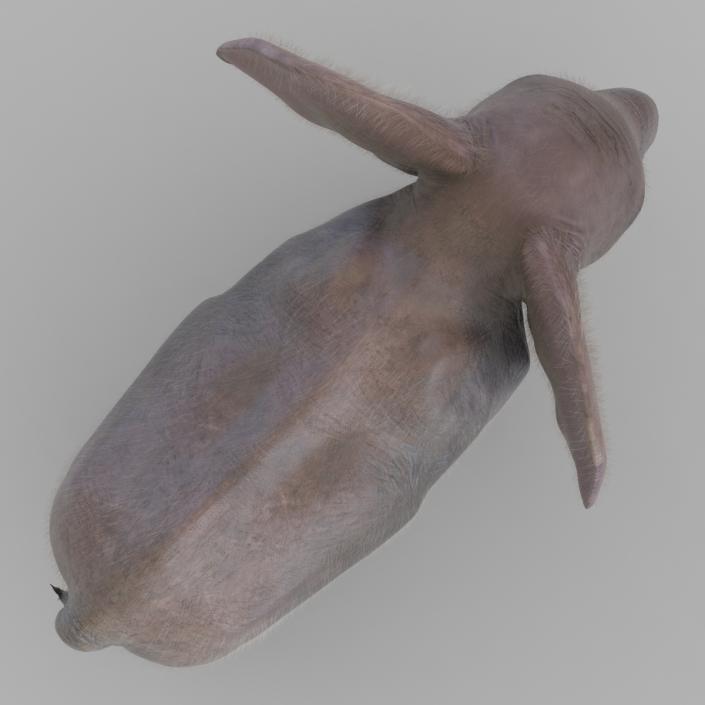 Baby Elephant Pose 2 with Fur 3D model