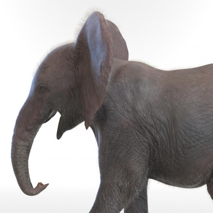 Baby Elephant Pose 2 with Fur 3D model