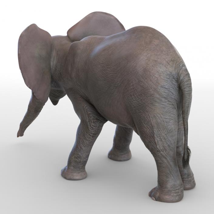 3D model Baby Elephant Pose 3